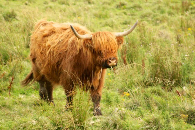 Eastern Scotland: Hairy coos! (and Banff) | This International Life