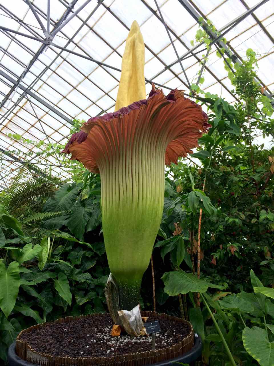 Edinburgh: the giant, stinky, misshapen-penis flower | This ...